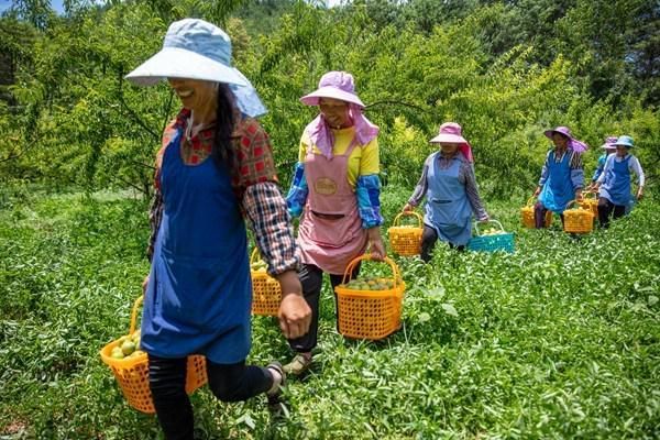 贵州省黔东南苗族侗族自治州施秉县最新通告：所有人员封城/施秉县疫情防控电话