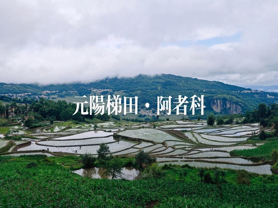 云南省红河哈尼族彝族自治州屏边苗族自治县今日新增3例重症(云南红河州屏边县地图)