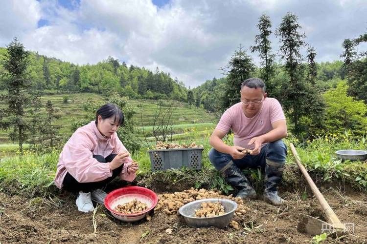 贵州省黔东南苗族侗族自治州麻江县新增20例阳性感染者，涉及辽宁省大连市庄河市的简单介绍