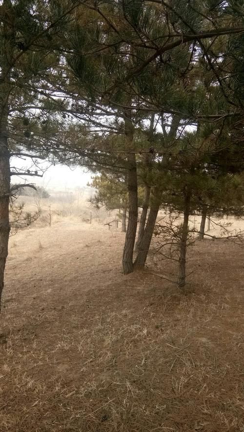 【内蒙古自治区赤峰市宁城县昨日死亡病例疫情通报,赤峰宁城有疫情吗】