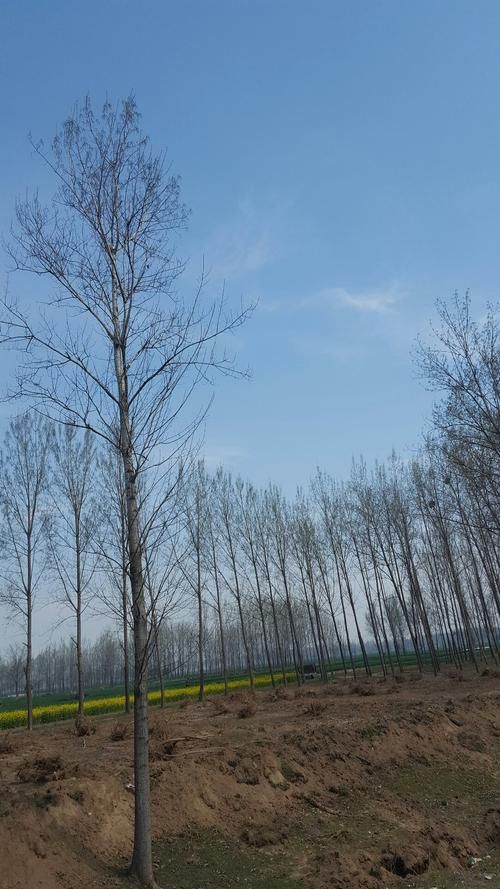  河南周口太康县什么时候可以解封:周口太康是疫区吗