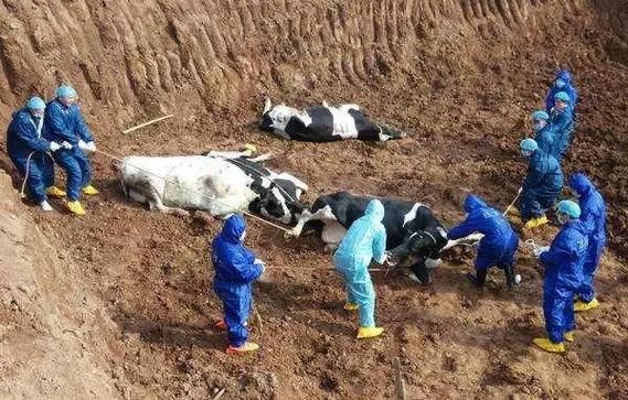 【山东聊城阳谷县最新疫情临床,聊城阳谷感染一例】