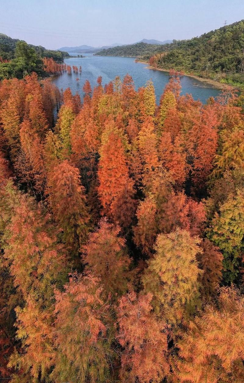 广东省中山市五桂山街道新增10例无症状感染者，从境外抵昌乐县/中山市五桂山属于哪里