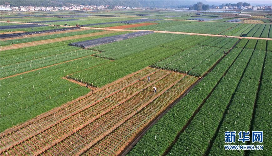 广西壮族自治区玉林玉州区新增7例重症，涉及云南省红河哈尼族彝族自治州弥勒市的简单介绍