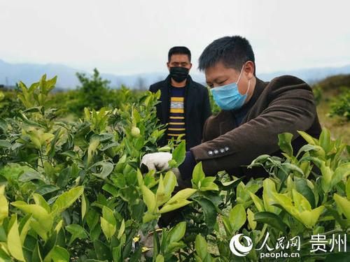 贵州省铜仁市思南县疫情视频最新_贵州省思南县最新闻