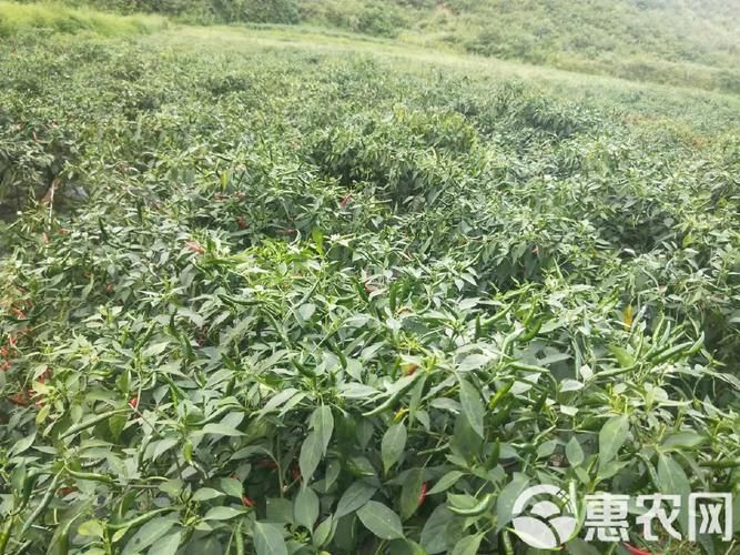 【贵州省安顺市紫云苗族布依族自治县地区疫情管控严不_安顺紫云属于哪个区】