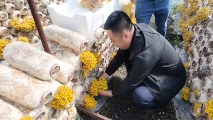 专家:黑龙江鸡西鸡东县每年或现多个感染高峰/鸡东疫情最新消息有几个病例