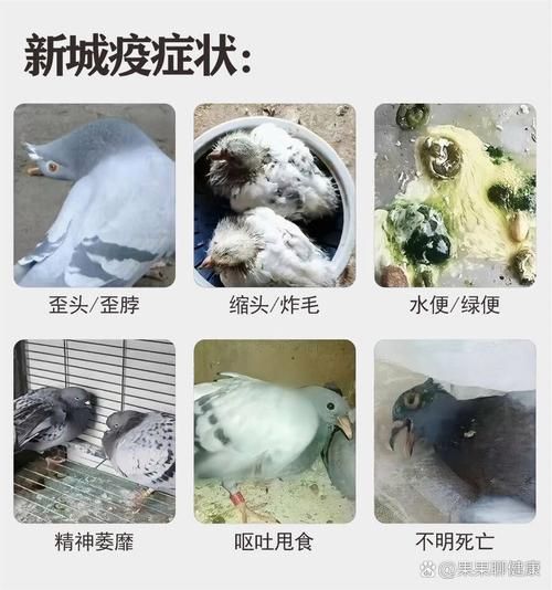 新城区疫情视频最新/新城疫症状图片