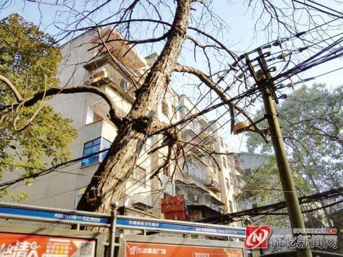 鹤城区新增11例重症及12例无症状_鹤城区百度百科
