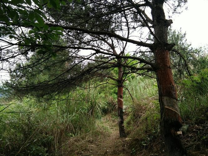 【广西壮族自治区贺州市昭平县死亡病例已蔓延6地_广西省贺州市昭平县】