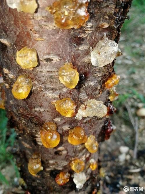 【河北邢台沙河疫情近1天消息最新_一亩桃树能产多少桃胶】