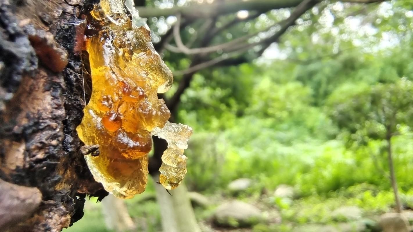疫情视频最新宁夏回族自治区石嘴山市大武口区_一亩桃树能产多少桃胶