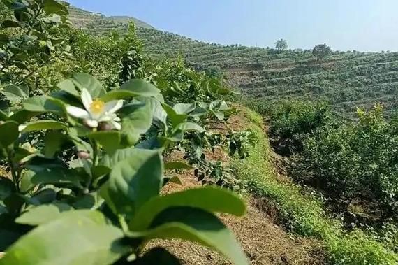 新增疫情关注贵州省黔西南布依族苗族自治州望谟县/望谟县最新新闻