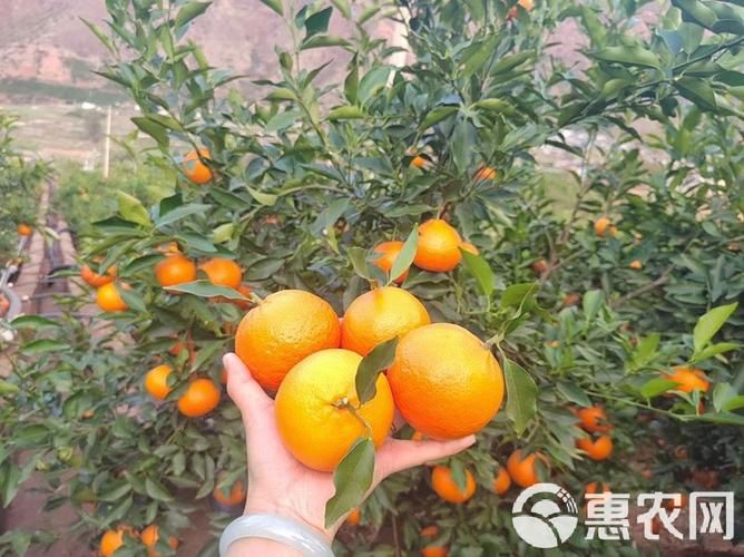  云南省大理白族自治州鹤庆县各地区疫情等级:大理鹤庆最近最新新闻