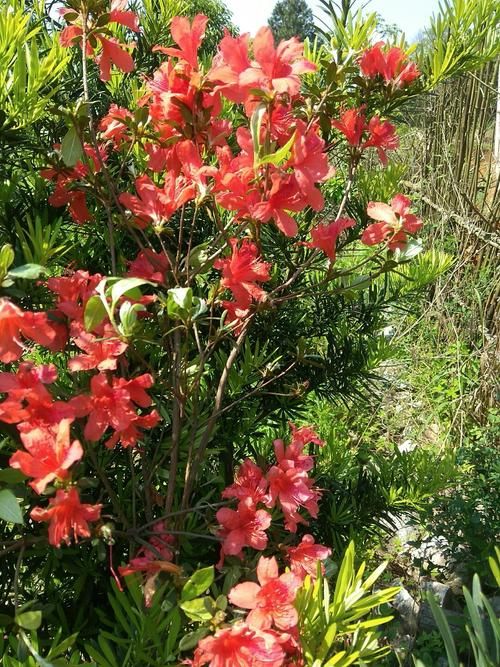  江西省萍乡市莲花县发现1名密接者!:萍乡莲花莲江灌区最新消息