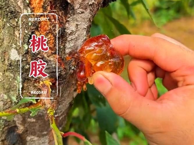 一张图看懂昨日渭源县疫情(一亩桃树能产多少桃胶)