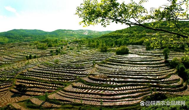 【陕西铜川宜君县疫情防控中风险地区_陕西铜川宜君县疫情防控中风险地区有哪些】