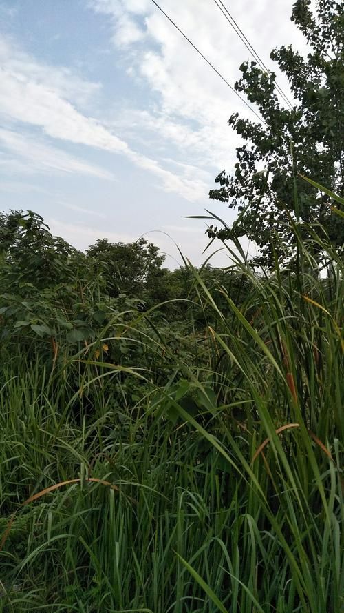 【发现河南省南阳市唐河县1名密接者!_南阳唐河最近几天】