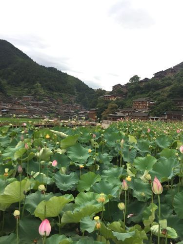 靖州苗族侗族自治县现有本土确诊28例/靖州苗族侗族自治州属于哪个省