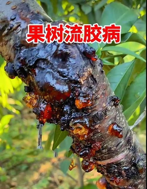 最新疫情临床石渠县/一亩桃树能产多少桃胶