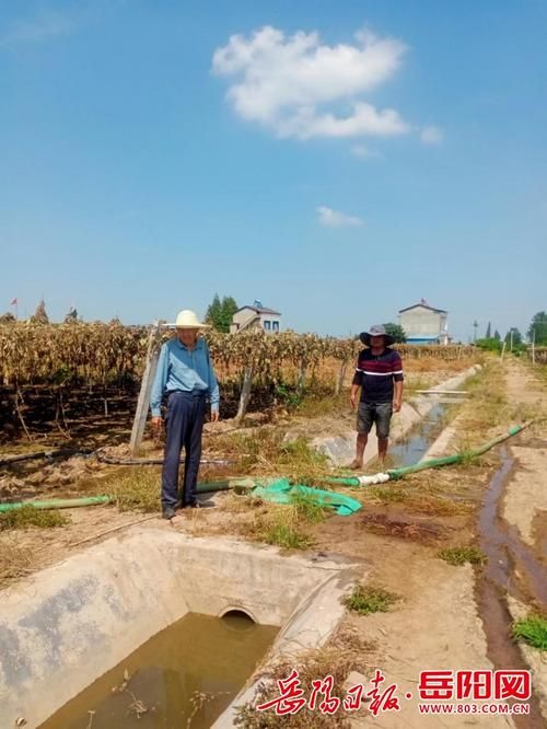 华容县疫情地区分布_华容县水稻病虫情报信息