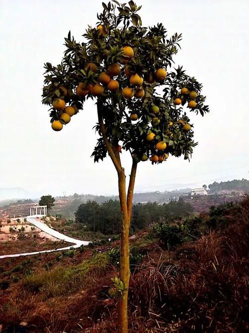  长汀县新增疫情关注:长汀县最新新闻头条