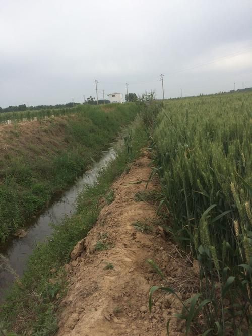 【疫情河南省新乡市延津县最新通知_河南省新乡市延津县今日天气预报】