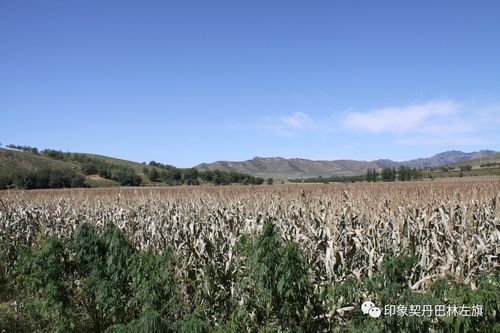  巴林左旗9月11日最新消息疫情:巴林左旗今年粮食受灾