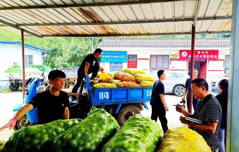 成县地区疫情管控严不/成县组团赴多地推介青皮核桃