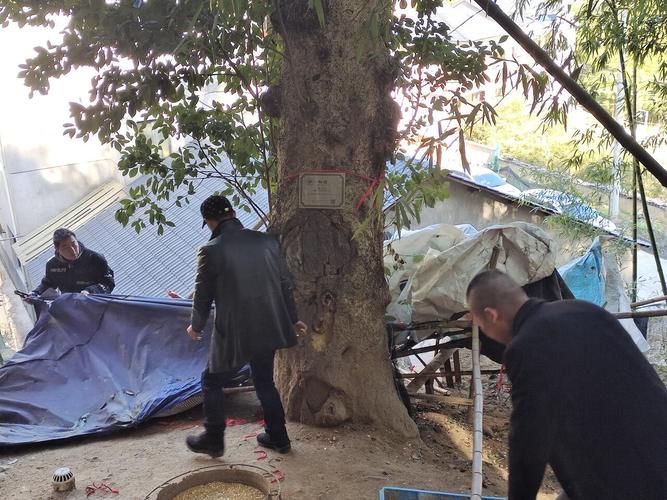 今日浙江省杭州市临安区疫情最新(浙江省杭州市临安区青山湖社区卫生院打疫苗时间)