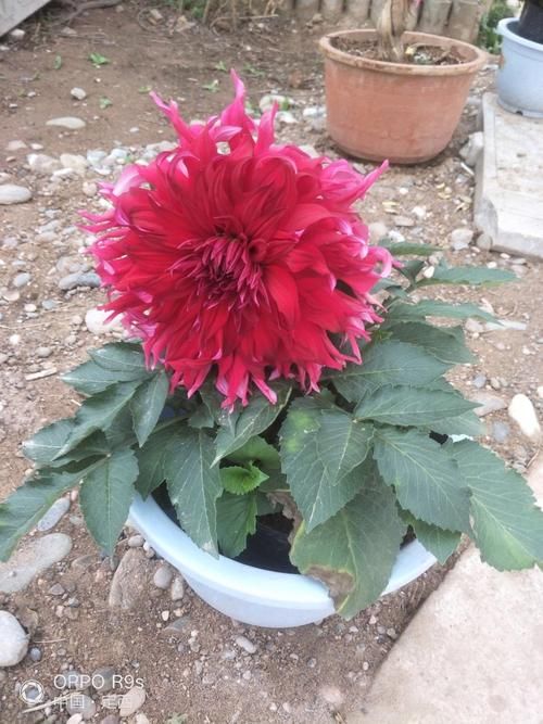 甘肃定西临洮县近4天新增无症状感染者15例/甘肃定西临洮县天气预报