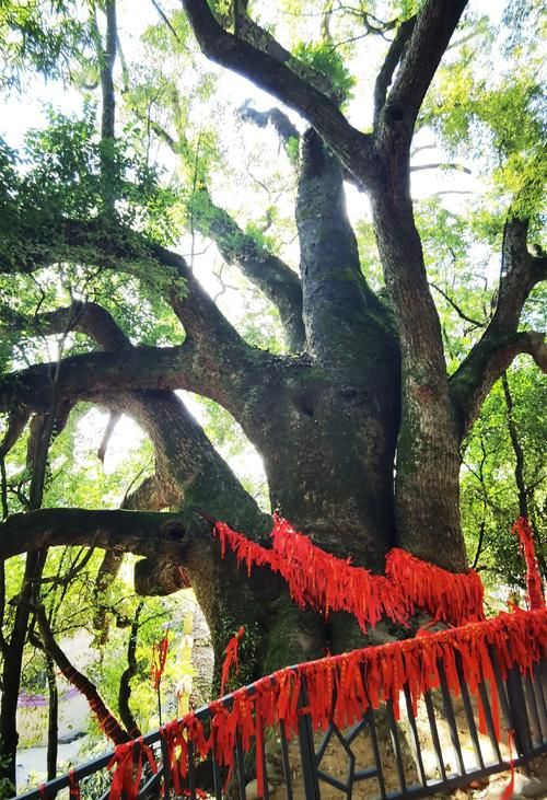 【江西宜春樟树几个地区有疫情发生,江西宜春樟树天气情况】